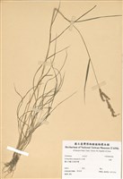 藏品(芒稷)的圖片